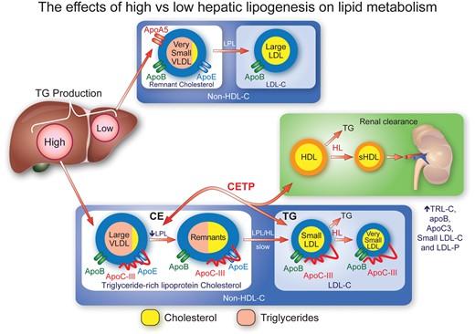 Triglyceride-rich lipoprotein cholesterol（TRL-C）：LDL-C的丑陋姊妹-第1张图片-无虑无忧